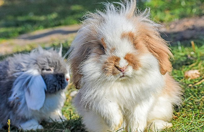 Skarlinówka - Foto 24