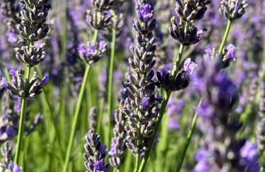 Appartement neuf et au calme proche Avignon - Foto 26