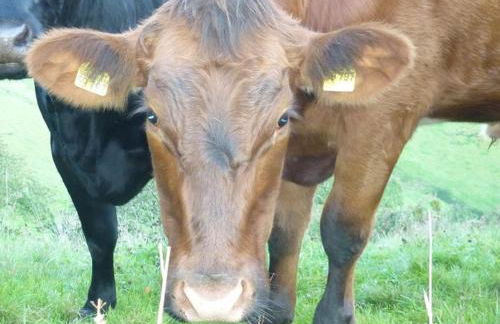 Ramsteinerhof - Foto 27