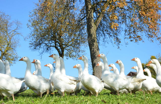 Schnatterhof - Photo 41