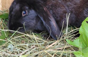 Agroturystyka Kaszuby Villagehome - Foto 45