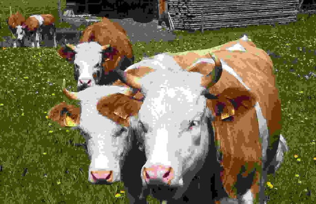 Chalet Flöschhorn - Foto 10