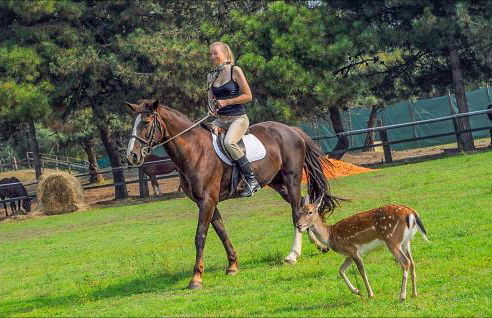 3 Bedroom Nice Home In Albarella Ro - Foto 43