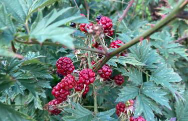 Schwarzwald-Oase für bis zu 10 Personen - Foto 37