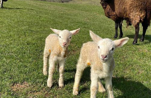Pant Llwyd Farm - Foto 25