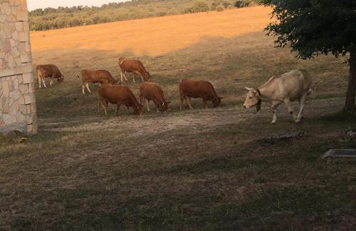 La Masía de Navas - Photo 9