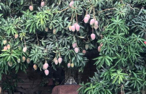 Afrikan Krisant Tenerife, Casa Rural Ecologica - Foto 37