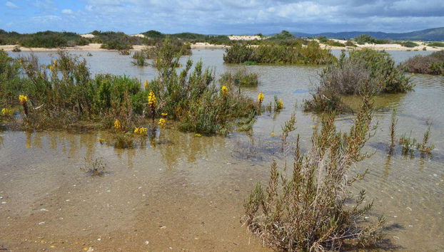 Ria Formosa Cruise - Foto 3