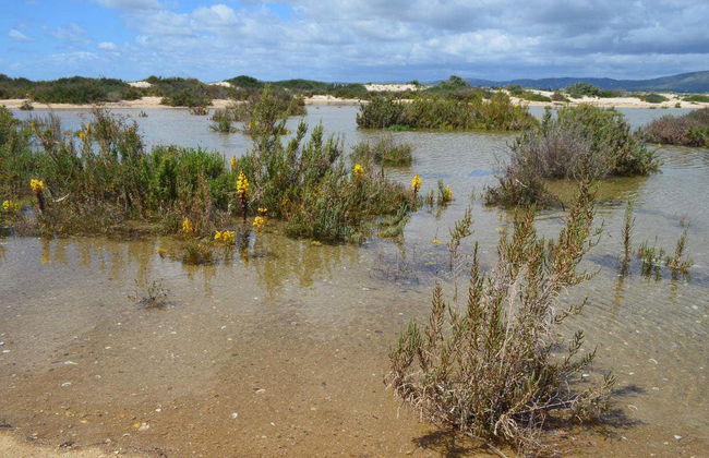 Ria Formosa Cruise - Foto 3