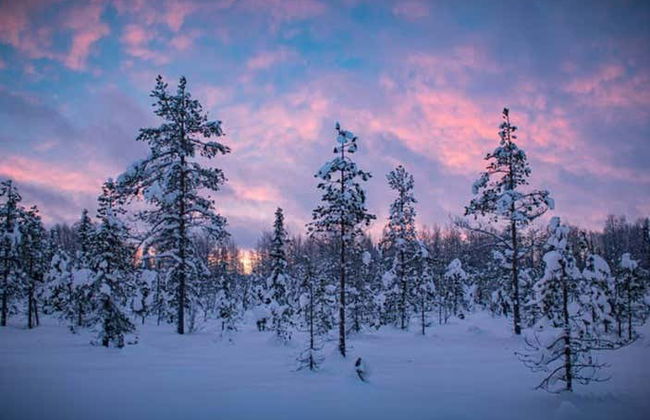 Passeio com raquetes de neve por Levi - Foto 3