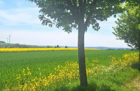 Feriendomizil-Vulkaneifel - Foto 50