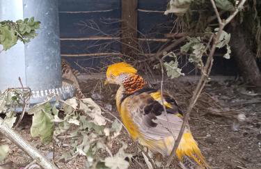 Agroturystyka Pod Pstrągiem - Foto 51