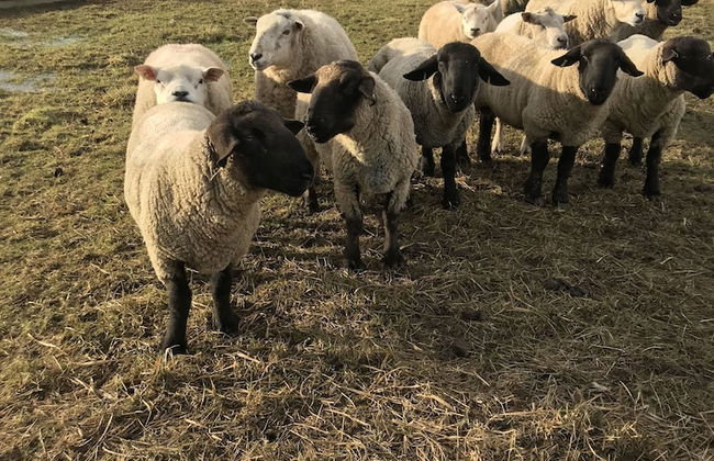 Bridge Farm Holiday Cottages - Foto 49