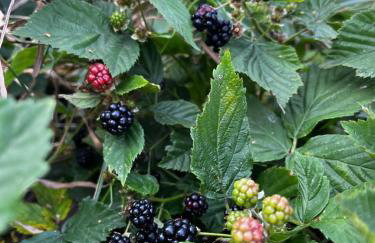 Domek w górach, noclegi w górach , Przystanek Stodoła , nocleg Beskidy , Velo Soła, balia ogrodowa, Rajcza, Rycerka - Foto 18