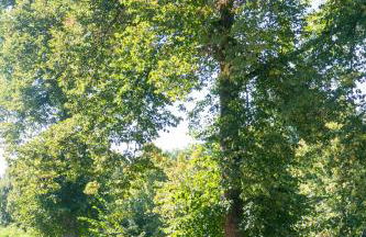 FeWo in Radekow - Photo 27