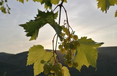 Ferienhaus Moselglück - Foto 50