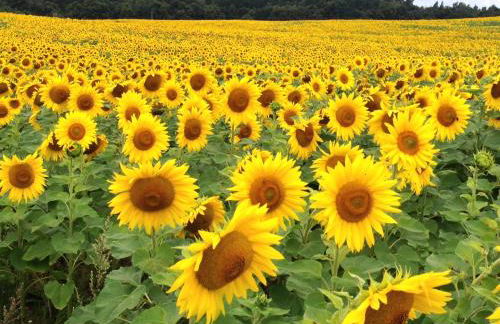 Ferienwohnung Felix - Photo 36