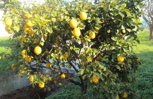 Villa Nostos - Foto 8