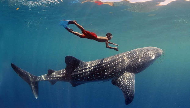 Underwater Wildlife Experience - Foto 2