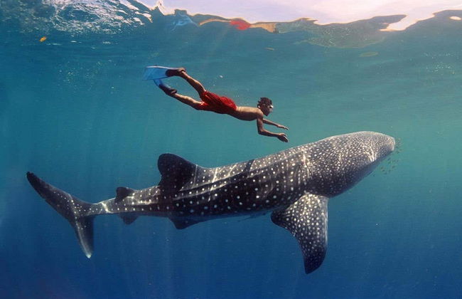 Snorkel con tiburones ballena y mantarrayas - Foto 2