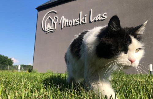 Morski Las - Foto 62