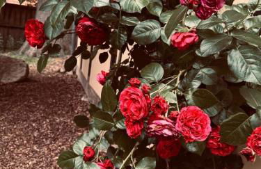 Auszeit vom Alltag in urigem Ferienhaus in idyllischer Natur im Dümmer-Weserland, Sauna & Kraniche - Foto 16