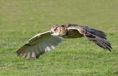 Little Bo Peep - Foto 48