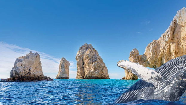 Appréciez les sauts de baleines depuis le bateau