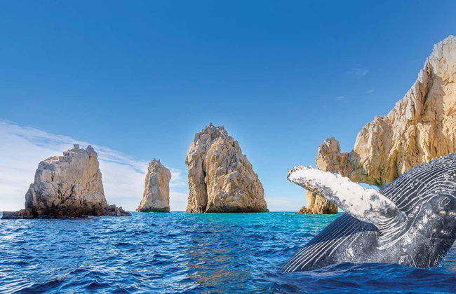 Observation de baleines + Visite d'une usine de verre soufflé - Photo 5