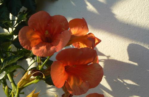 Silvi Mari Apartments - Foto 25