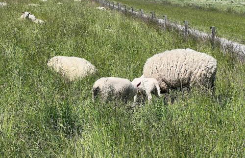 Ferienhaus am Deich mit Küche, Balkon und Smart-TV - Photo 20
