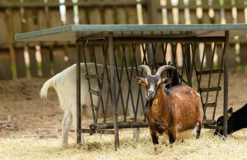 Heide Ferien - Hof Bockelmann - Foto 4