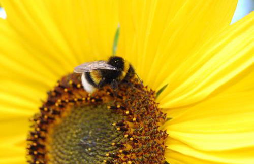 Haus Schmidt - Photo 14