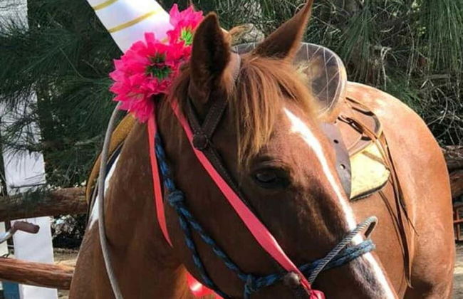 Horse Riding In Holbox - Photo 6