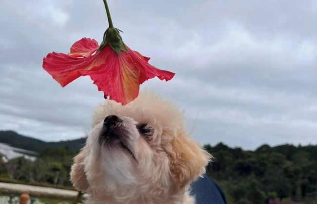 Scent House - Village - Foto 32