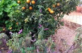 Feliz Apartments - Foto 66