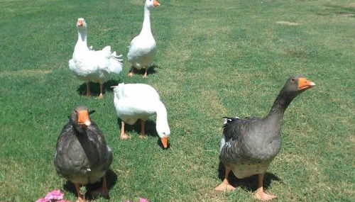 C'era Una Volta - Foto 3