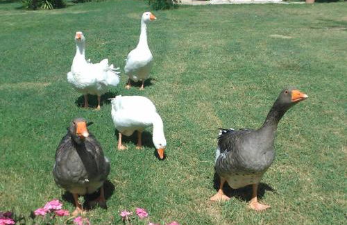 C'era Una Volta - Foto 3