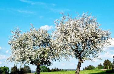 Ferienhaus Ritzmais - Foto 11