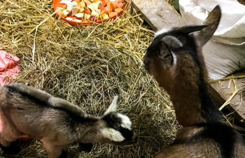 Dwór Barocco - Foto 30