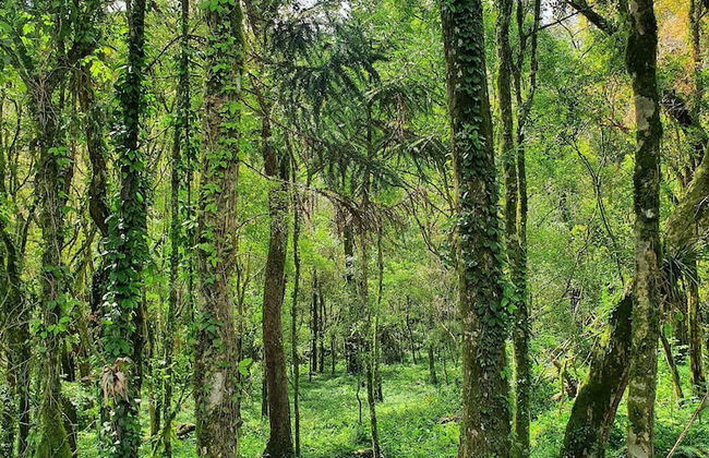 Villagio Matera - São Luiz do Purunã - Photo 52
