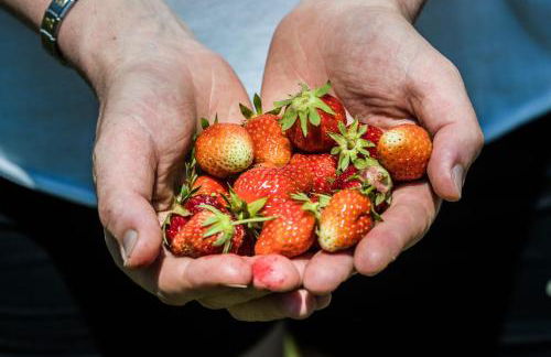 Agritur Ciasa Dò Parè - Foto 13