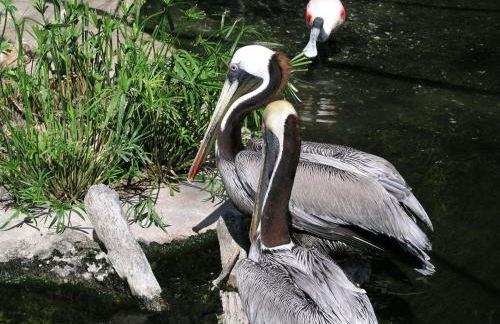 Enjoy The Salt Life Private Salt Pool Walk 2 Beach Relax in Jax - Foto 35