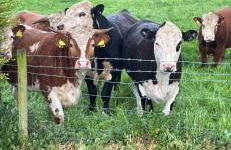 Eastfield Cottage Free Parking And Ev Charger - Photo 1