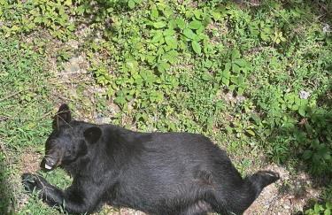 Bears Among Us - Foto 23