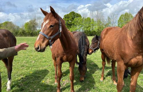 La Longere du Haras - Photo 23