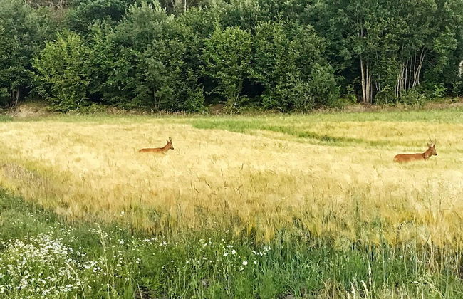 4 Person Holiday Home in Hedekas-by Traum - Foto 3