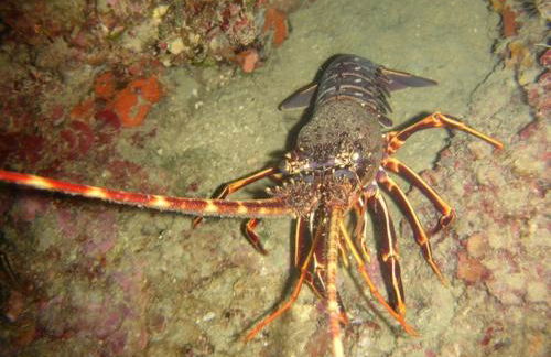 Residenza sul Mare Baia Cornino - Foto 67