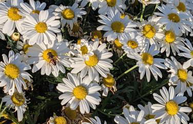 Anemar Lefkada - Photo 32