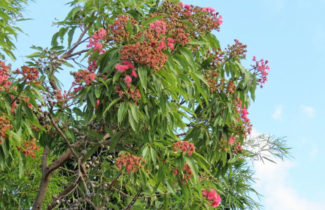 Fig Tree Retro Studio - Foto 23